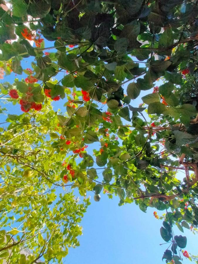 Cerca De La Playa, Con Bodega, Terraza Y Jardin Camino Portugues